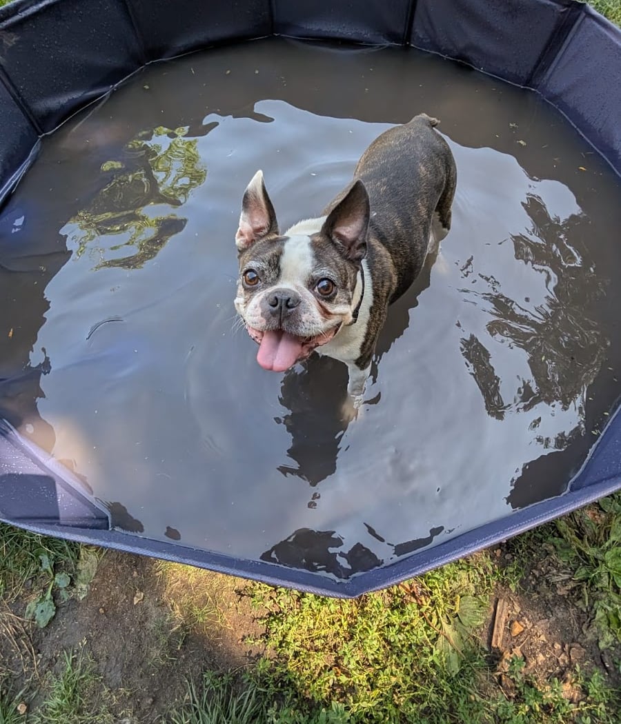 B'DOG 3